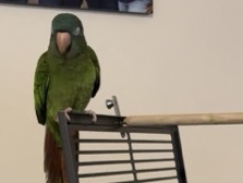 Conure – Talkive Bestfriend / Bird – Chesapeake