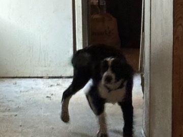 Mixed Breed – Panda – Colorado Springs