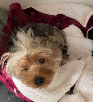 Yorkshire Terrier – Registered Full-Blooded Yorkshire Terrior