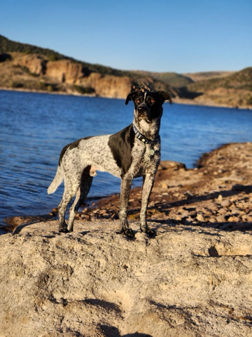 Friendly Dog Looking for a good home!