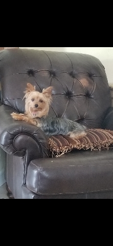 Yorkshire Terrier – female, Yorkie, playful and sweet