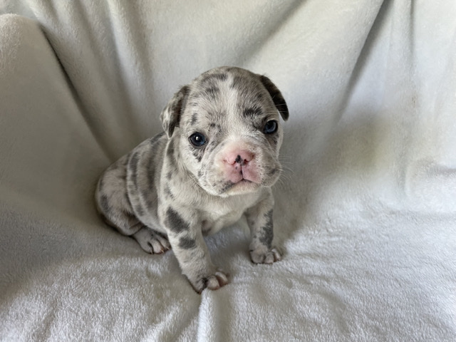 French Bulldog – Frenchie bulldogs - Blake – Ellicott City