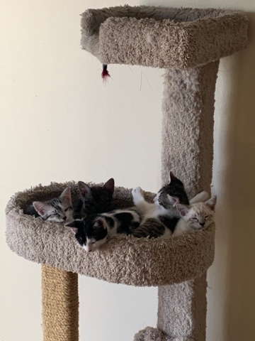 4 Kittens for sale in Aurora, Colorado