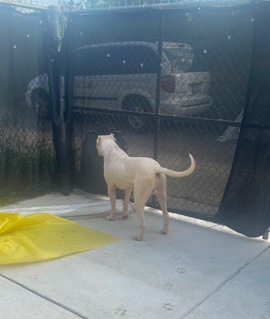 Dogo Argentino – Dogo Argentino puppies