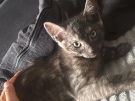 European Shorthair – europäische Kurzhaar hauskatzen – Wildau