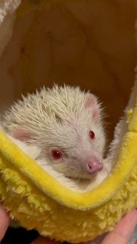 hedgehog – young male African hedgehog