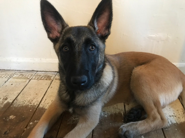 Belgian Shepherd Dog (Malinois) – 2 year old Female Belgium malinois for rehoming