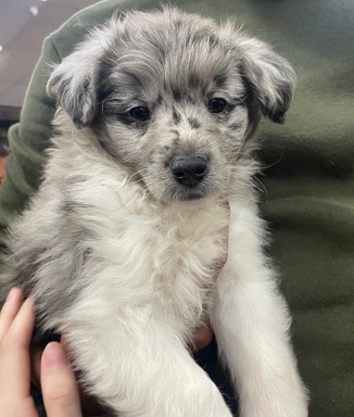 Sheltie Doodle Puppy