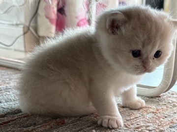 British Shorthair – SOLD pure Cy Golden British shorthair – Abu Dhabi