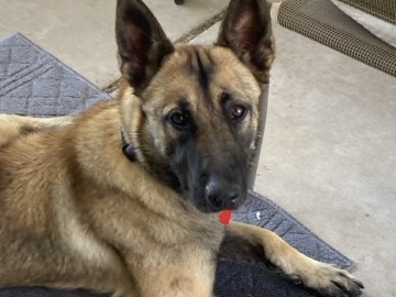 Belgian Shepherd Dog (Malinois) - Belgian Malinois available for adoption in Albuquerque