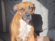 Staffordshire Terrier Female