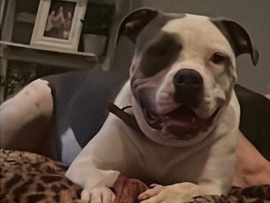 American Pit Bull Terrier – Sweet & Playful Pitbull Looking for Her Forever Home – Menifee