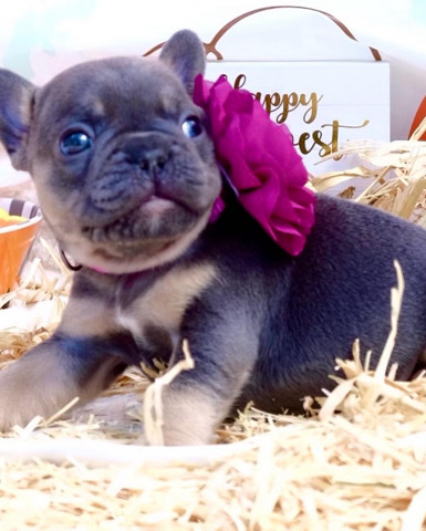 French Bulldog – 6 weeks old cuties