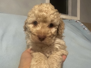 Goldendoodle – Goldendoodle puppies – Caseyville