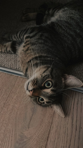 cat to be rehomed