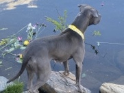 American Pit Bull Terrier – adorable pit bull