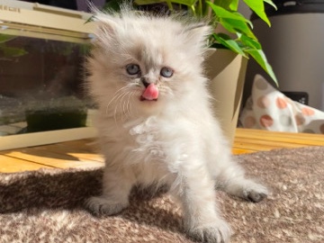 Persian (Traditional) – Gatinho persa branco – Póvoa de Santa Iria