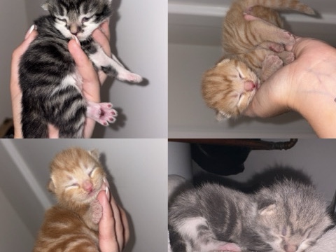 4 kittens – Orpington