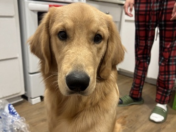Golden Retriever – rehoming Sony – Montréal