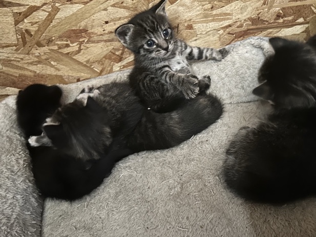 Russian White, Black and Tabby – rehoming kittens – Victorville