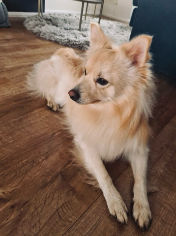Pomeranian – 18months old Pomeranian Speed