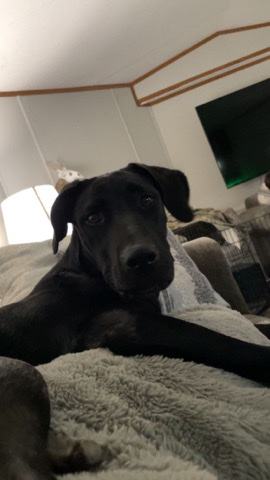 Great Dane – 5 month old great dane and lab mix