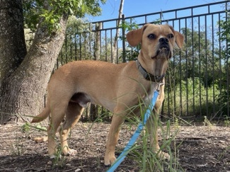 Image of Cavalier King Charles Spaniel