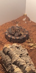 ball python