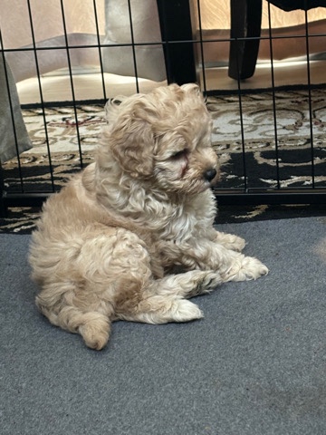 maltipoo puppies