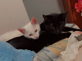 selling/ rehousing my 2 cats – Ypsilanti Charter Township
