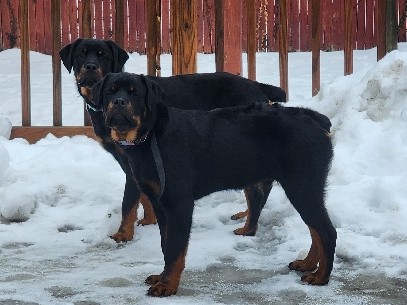 Rottweiler – In need of loving home – Stratford
