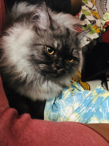Persian (Traditional) – persian kitten show quality