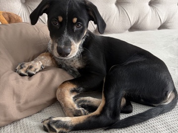 Bluetick Coonhound – Smokey dog – Sevierville