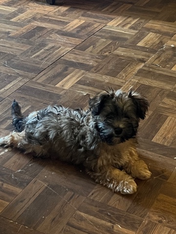 Shih Tzu – Pickle