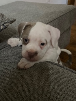 American Pit Bull Terrier – XL pitbull