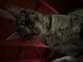 Domestic Shorthair Kittens for Adoption – Roy – Roy