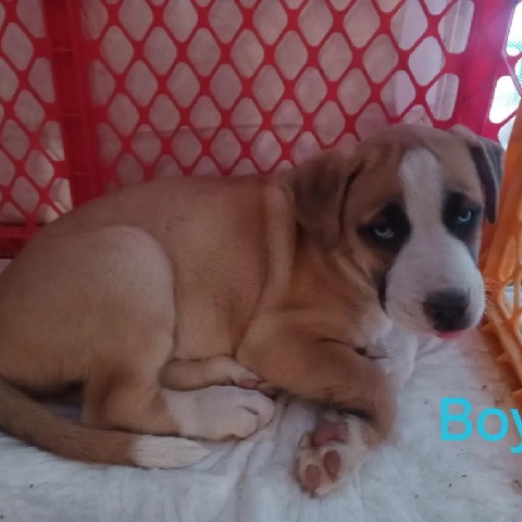 Boxer – puppies breed boxie