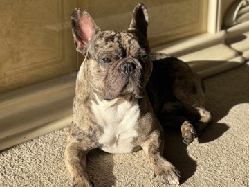 French Bulldog – ❤️ Loving Home Wanted for Our 2-Year-Old French Bulldog (Male, Merle) – München