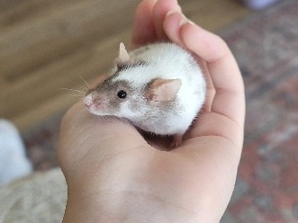 Mouse – three female mice – Temecula