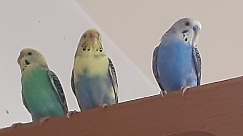 Budgerigar – buddgie
