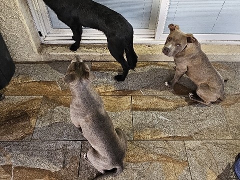 American Pit Bull Terrier – American Pitbull XL Bullies