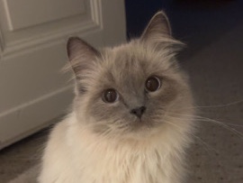 Ragdoll – verkaufe meine süße Katze – برلين
