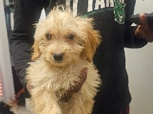 Goldendoodle – puppy for sale – Winter Haven