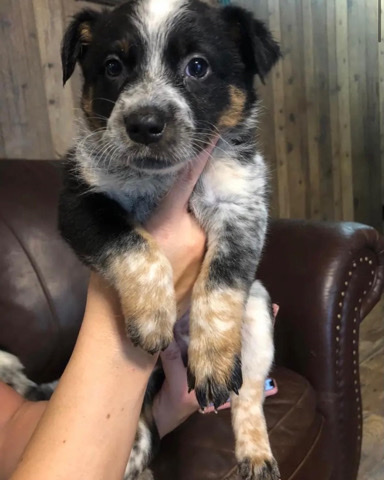 Australian Cattle Dog – Texas heeler
