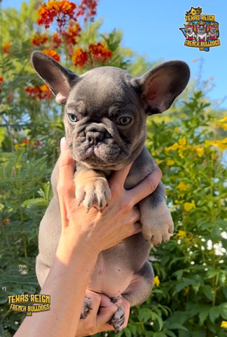 French Bulldog – Female French Bulldog