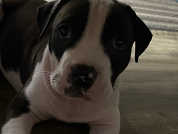 American Pit Bull Terrier – pit xl bully – Lake Panasoffkee
