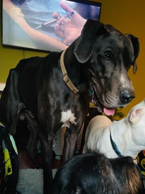 Great Dane – rehoming great dane