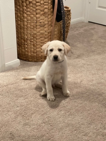 Golden Retriever – Looking for a Home