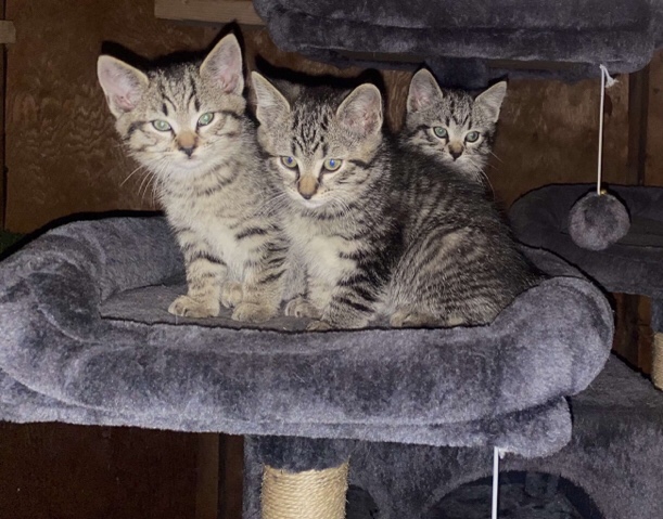 American Shorthair – American shorthair kittens