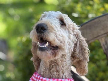 Goldendoodle – Beautiful Goldendoodle Puppies – Placerville
